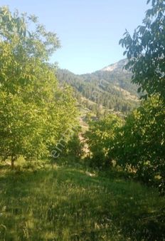 Kemal Emlak'tan Mersin Yavca Yaylasında Bol Verimli Etrafı Çevrili Avantajlı Satılık Ceviz Bahçesi