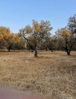 Köy Emlak'tan Satılık Zeytin