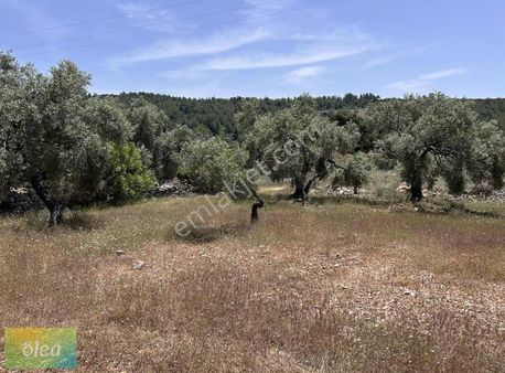 Milas Kalınağıl Köyünde Satılık Zeytinlik!!!