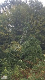 Real House Satılık 4760 M2 Satılık Arsa ! 650m2 Si İmarlı !