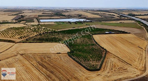 Kırklareli Babaeski Kuzuçardağı 52.788 M2 Bakımlı Ceviz Bahçesi