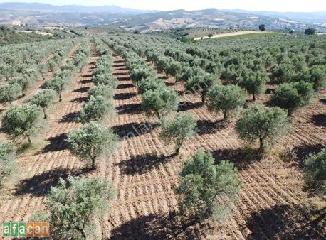 Satılık Zeytinlik Müstakil Tapu Yetişkin - Gördes Sarıaliler