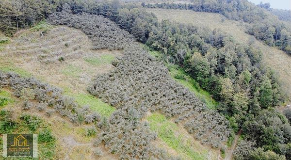 Tekkeköy Yaylageriş'de Satılık 20.700 M² Tapulu Fındıklık