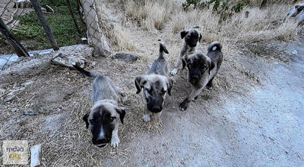 Altınbaş Köyü Emekliler Sitesinde 668 M2 Satılık Bağ Arsası