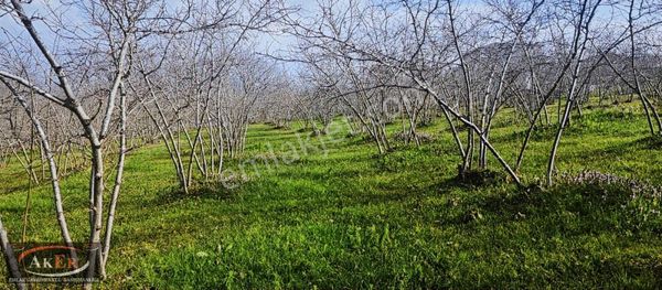 Evsane Manzara Düz İmarlı Bülbülsesleriyle Hayata Merhaba Deyin