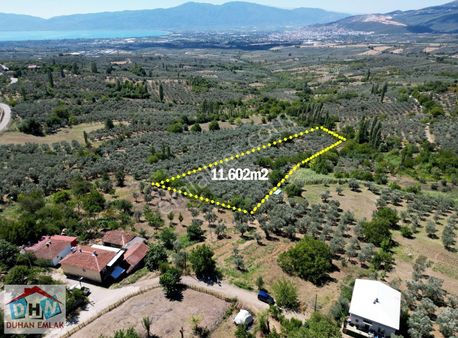 Duhan Emlak'tan Orhangazi Ortaköy'de 11.602m2 Bakımlı Zeytinlik