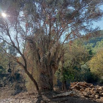 Muğla Dalaman Karacaağaç Satılık Köy Yerleşim İçi Tarla
