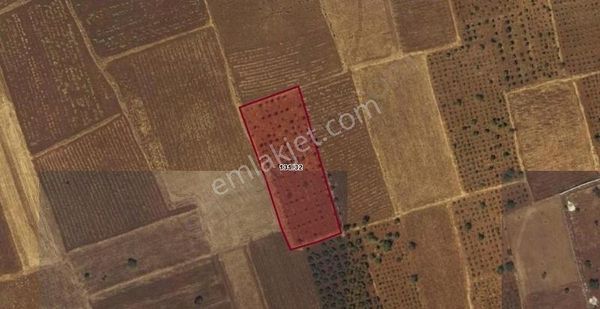 Beymahall Gyo Güngürge Fıstık Ve Zeytin Karışık Satılık Arazi