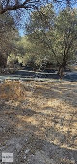 Karaburun Da En Ucuz Satılık Tarla