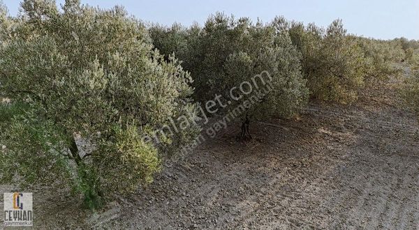 Hamidiye'de Satılık Zeytinli Tarla