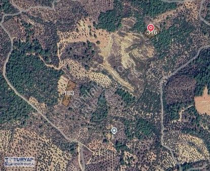 Turyap'tan Dirmilde Tek Tapulu Zeytinlikler