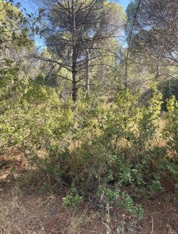 Gömeç Neşe Emlak Tan Satılık Çamlık