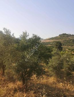 Geb'ten Avdal Köyünde Zeytinlik