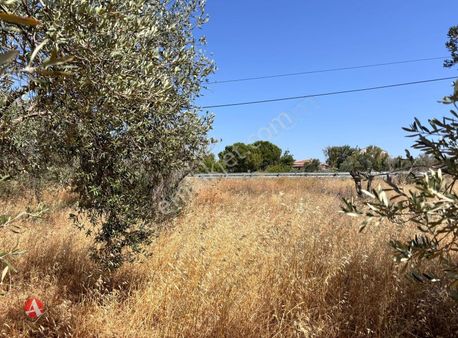 Çanakkale Merkez, Gökçalı, Karayolu Kenarı Satılık Zeytinlik