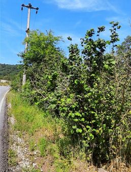 Fırsat Fındıklık Bahçe Ağva Yolu 300m2 Kubuzcu Kandıra/kocaeli