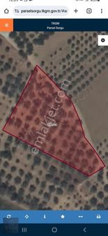 Bulur Dan Torbalı Karakuyu Da 2500 M2 Satılık Zeytinlik