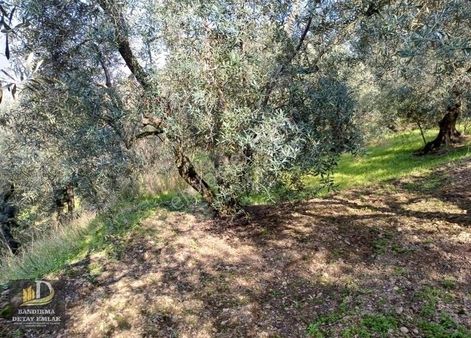 Detay Emlak Edincik Mh.706m² Zeytinlik Vasfında Yatırım Fırsatı