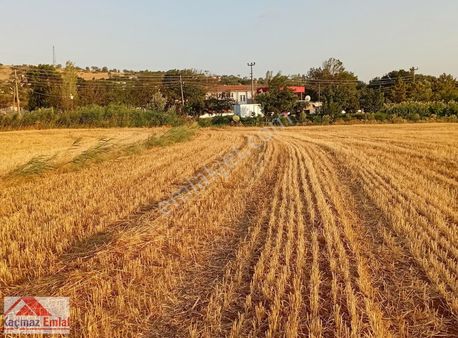 Gelibolu Kavak Köy Nehire Ve Köye Sıfır Yatırımlık 40 Dönüm