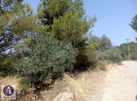 Urla Kalabakta Doğa İle İç İçe 220 M2 Arsa