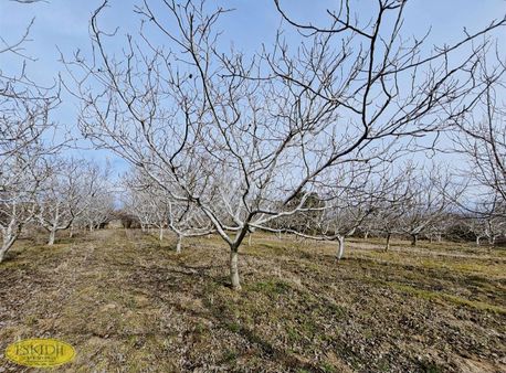 Satılık Ceviz Bahçesi
