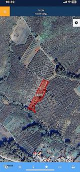 Başdekor Gayrimenkul'den Satılık Fındık Bahçesi