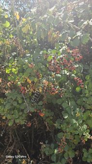 Başkent'ten Selçukbey- Alparslan Türkeş Mevkii B+2 Arsa Fırsatı