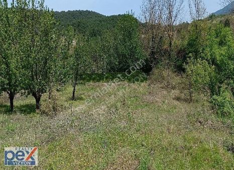 Bayramiç Serhat Köyünde Tek Tapulu Bahçe