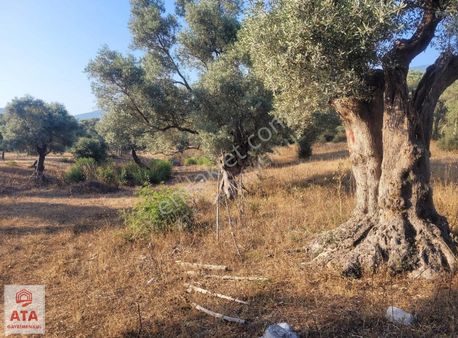 Muğla Milas Kazıklı Da 7941 M2 Satılık Kupon Zeytinlik