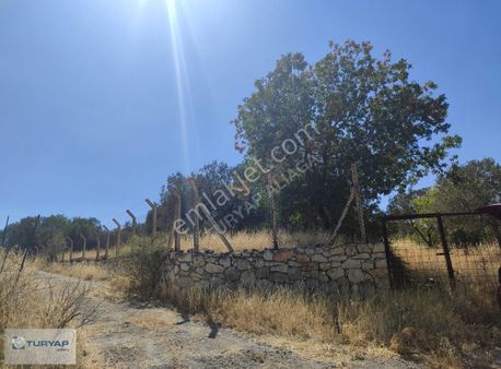 6100 M2 İmar Sınırına Yakın 3 Taraftan Yola Cepheli Zeytinlik