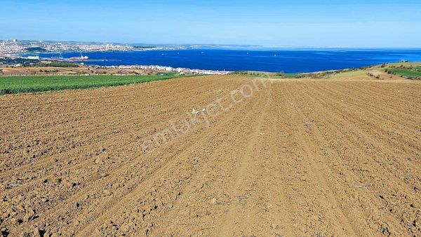 Tekirdağ Barbarosta 12 Adet Villa Yapmaya Uygun 6.300 M2 Villa Arazisi