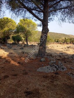 Ays Den Satılık Tarla