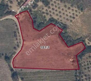 Ada Marka Gayrimenkul'den Aydın Kuşadası Çınarlı Köyü'nde Satılık Tarla