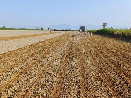 Aydın İncirli Ovada Tek Tapu 25 Dönüm Verimli Yatırımlık Tarla