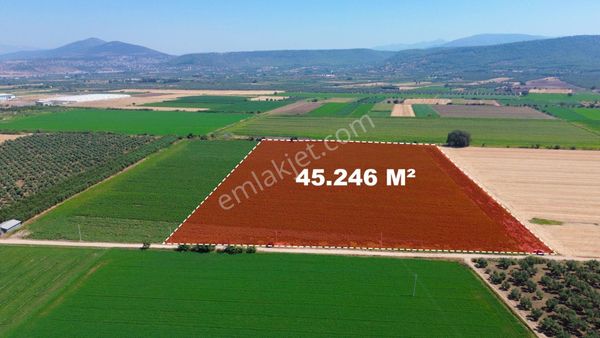 Milas Ağaçlıhöyük'te Satılık 45 Dönüm Verimli Çiftlik Arazisi