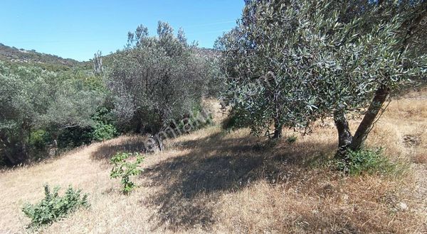 İzmir Bergama Koyuneli Mahallesinde 3124m2 Resmi Yollu Zeytinlik