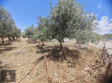 Elit Emlak'tan Sarıcalı Mahallesi'nde İmarlı Arsa