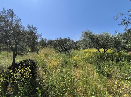 Elit Emlak'tan Süleymanlı Mah.satılık Zeytinlik