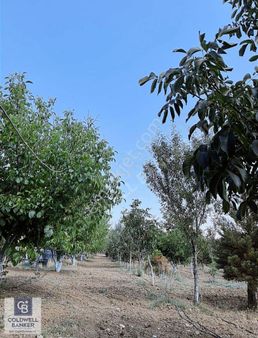 Pursaklar Yeşilyurt'ta 18.198 M2 Müstakil Tapulu Çiftlik