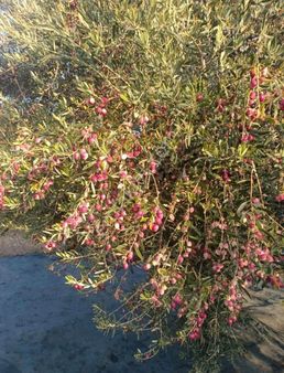 Dostlardan Sakarka'ya Mah Zeytinlik