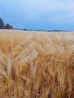 Tarih Ve Doğanın Birleştiği Yatırımlık Arazi