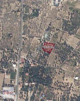 Manisa Akhisar Efendi Mah 1715 M2 Satılık Zeytinli Arazi