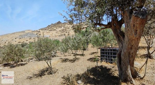 Menemen Ayvacık Mevkinde Satılık Zeytin Ağaçlı Tarla