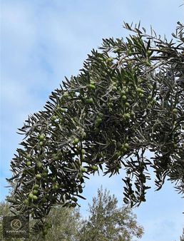 Bursa Orhangazi Sölöz Köyünde Yatırımlık Bakımlı Zeytinlik