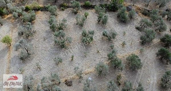 Burhaniye Kızıklıda Deniz Gören Konumuyla 3.356 M2 Zeytinlik!