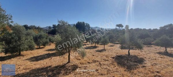 Bodrum Mumcular Yakını Söğütçük Mahallesi Tarla 2 Dönüm