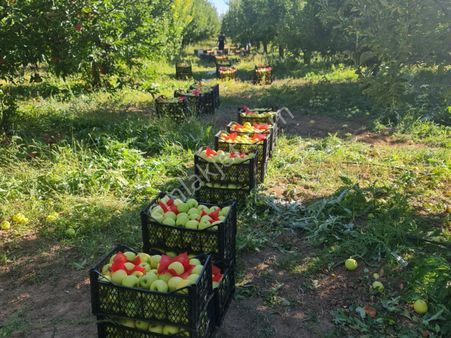 Fed Global / Yeşilhisarda 32.303 M2 Satılık Verimli Elma Bahçesi