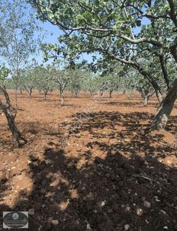 Ncr'den Kilis Gümrük Yolu Üzerinde 200 Adet 45 Yaşında Fıstıklık