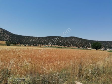 Muğla Seydikemer Doğanlar Mahallesinde Satılık Tarla