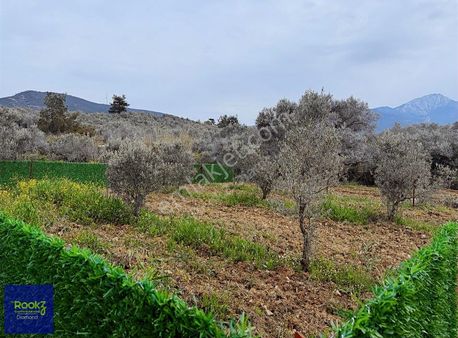 Kemalpaşa Vişneli De Satılık Çok Amaçlı Araziler