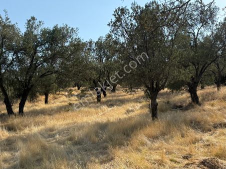 Kurallar Gayrimenkulden Kuyualan Mah Zeytinlik